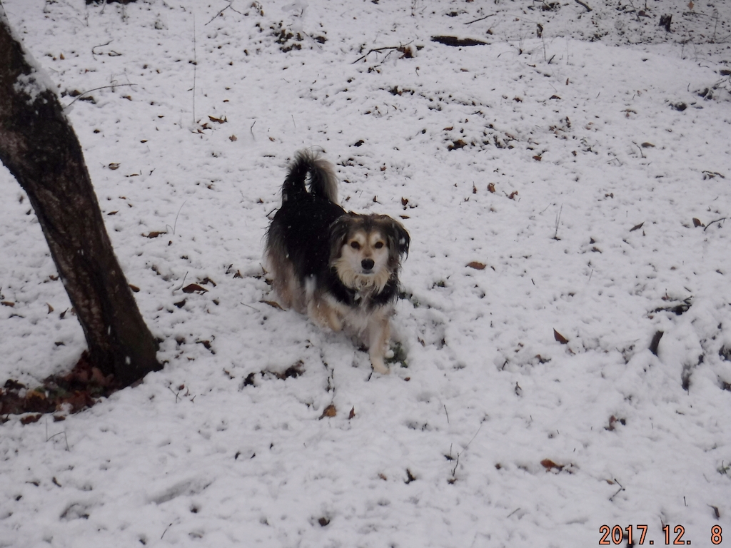 Bailey - December 2017